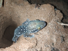 Hemidactylus triedrus