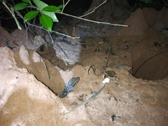 Hemidactylus triedrus