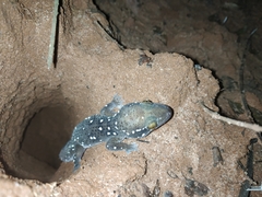 Hemidactylus triedrus