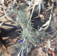 Haplanthodes verticillatus