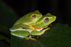 Raorchestes jayarami