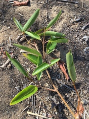 Gymnanthera oblonga