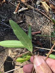 Gymnanthera oblonga
