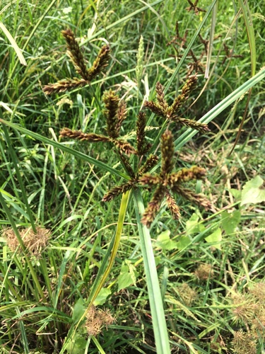 Cyperus imbricatus iNat (1)