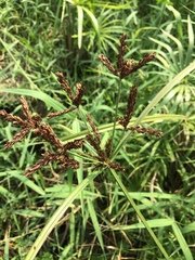 Cyperus imbricatus