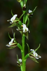 Prasophyllum odoratum