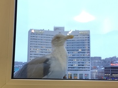 Larus argentatus