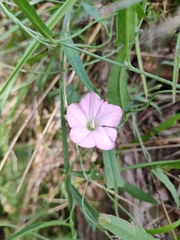 Convolvulus remotus