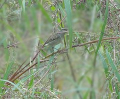 Phylloscopus tytleri