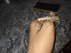 Trachythorax