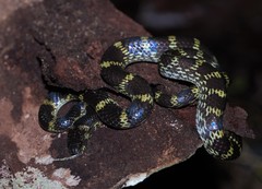 Lycodon travancoricus