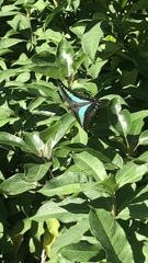 Graphium sarpedon