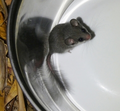 Graphiurus