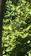 Graphium sarpedon