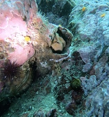 Rhamphocottus richardsonii