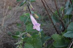 Ceratotheca