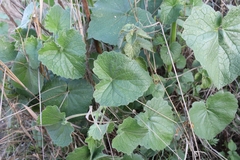 Ceratotheca