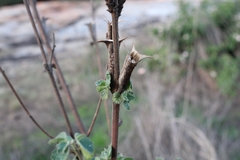 Ceratotheca