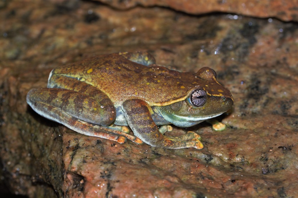 Large-Sized Ghat Tree Frog