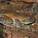 Large Ghats Tree Frog - Photo (c) Daniel V Raju, some rights reserved (CC BY-NC), uploaded by Daniel V Raju