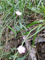 Convolvulus remotus