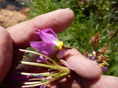 Primula subalpina