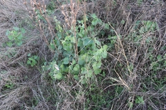 Ceratotheca