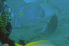 Siganus guttatus