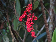 Cordyline cannifolia