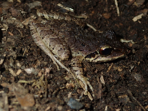 Pristimantis achatinus