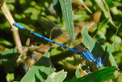 Argia nahuana