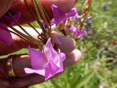 Primula subalpina