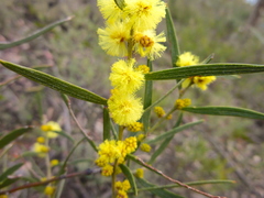 Acacia lanigera