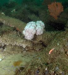 Dendronephthya australis