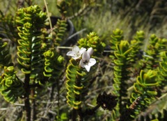Veronica masoniae