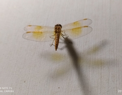 Brachythemis contaminata