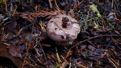 Lactarius circellatus