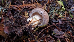 Lactarius circellatus