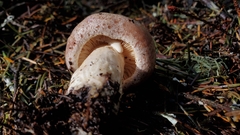 Lactarius circellatus