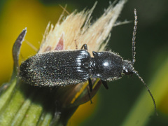 Hemicrepidius niger