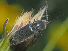 Hemicrepidius niger