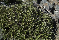 Brachyglottis adamsii