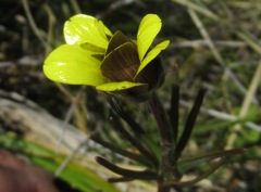 Ranunculus verticillatus