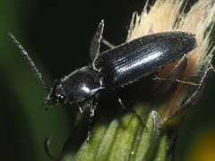 Hemicrepidius niger