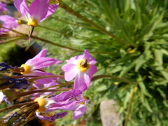 Primula subalpina