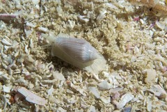 Marginella textilis