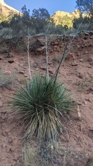 Yucca utahensis