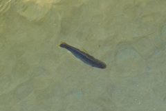 Lepidomeda mollispinis