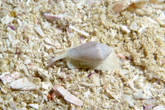 Marginella textilis