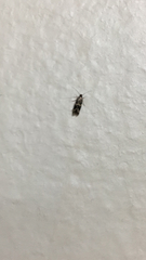 Oinophila v-flava